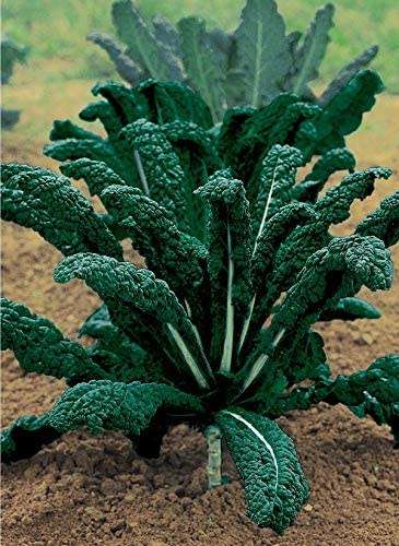 Kale Seeds Curly Kale - 50 Curly Kale Seeds