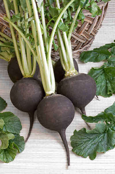 RADISH SEEDS BLACK NERO TONDO - 50 BLACK RADISH SEEDS
