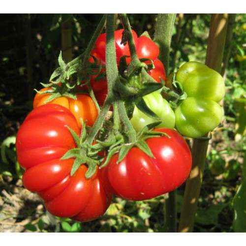 TOMATO - COSTOLUTO DI PARMA - 20 BEEFSTEAK TYPE TOMATO SEEDS
