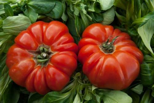 TOMATO - COSTOLUTO DI PARMA - 20 BEEFSTEAK TYPE TOMATO SEEDS