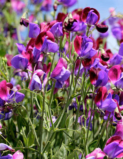 SWEET PEA SEEDS OLD SPICE - 10 GRAMS SWEET PEA SEEDS