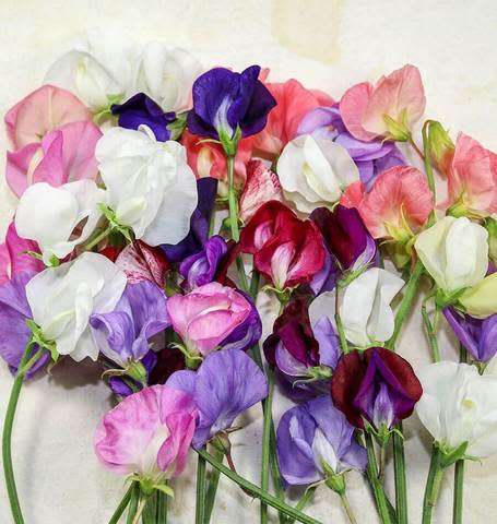 SWEET PEA SEEDS OLD SPICE - 10 GRAMS SWEET PEA SEEDS