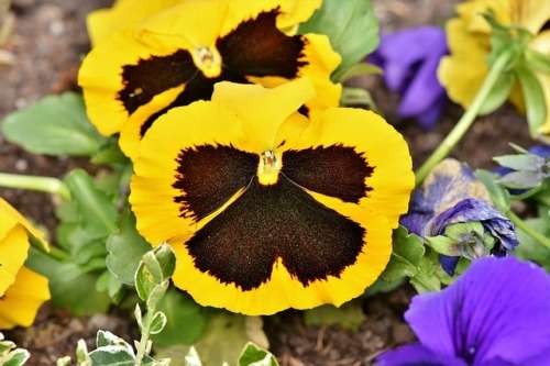 PANSY  ENGELMANNS GIANTS MIX, 100 PANSY SEEDS