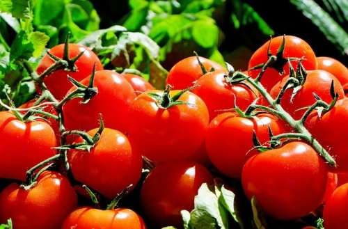 Tomato Seeds Moneymaker - 2 grams Tomato Seeds
