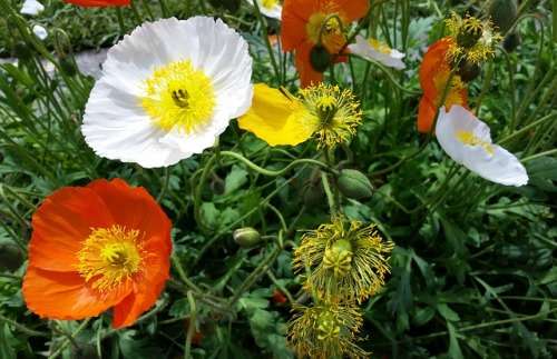 Icelandic Poppy Seeds - 0.25 grams Seeds Artist Glory Poppy Seed