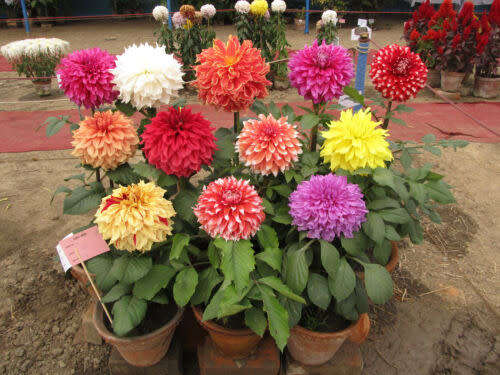 Dahlia Seeds Redskin Mix - 50 Dahlia Seeds