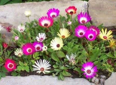 Mesembryanthemum Livingstone Daisy Vygie Mix -1 gram Seeds