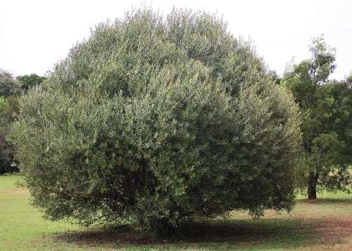WILD OLIVE SEEDS - 10 WILD OLIVE SEEDS