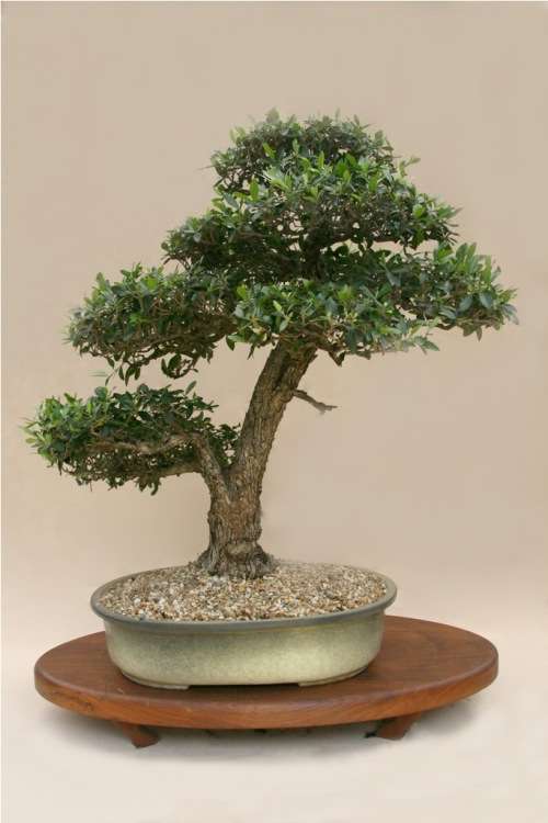 WILD OLIVE BONSAI - 10 WILD OLIVE SEEDS