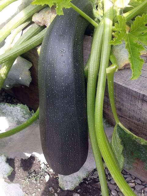 ZUCCHINI SEEDS 5 NERO DI MILANO BABY MARROW SEEDS