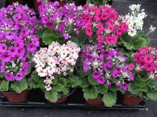 Primula Malacoides Mixed - 100 Primula Seeds