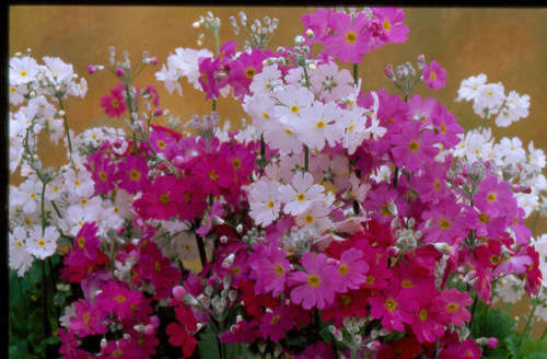 Primula Malacoides Mixed - 100 Primula Seeds