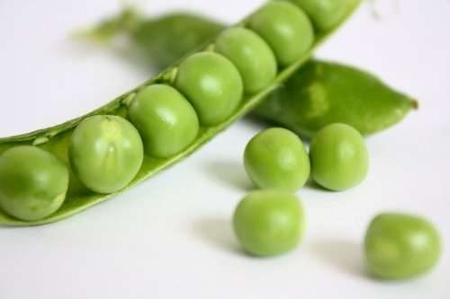 Pea Seeds Greenfeast 40 pea Seeds