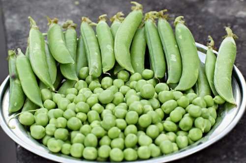 Pea Seeds Greenfeast 40 pea Seeds