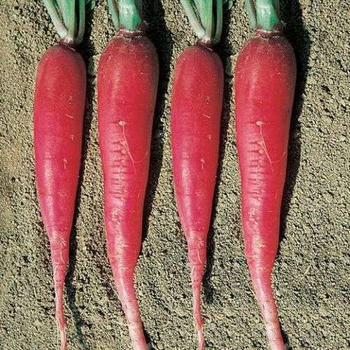 Radish Seeds Candela Di Fuoco - 50 Radish Seeds
