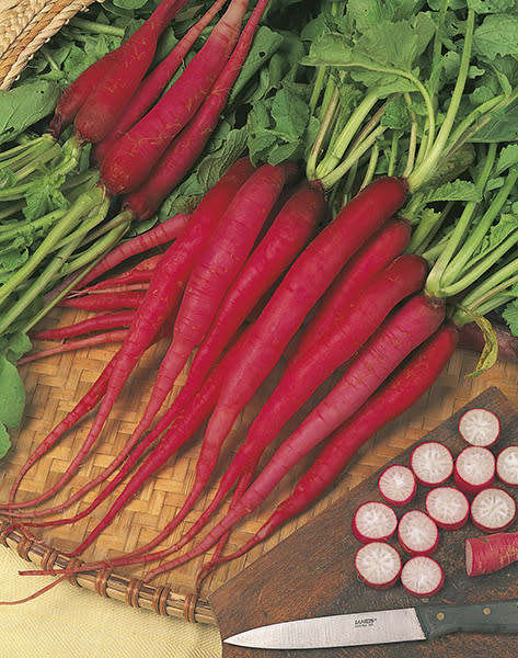 Radish Seeds Candela Di Fuoco - 50 Radish Seeds