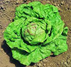 Lettuce Seeds Regina Di Maggio - 100 Lettuce Seeds