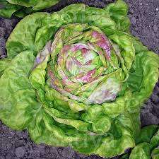 Lettuce Seeds Regina Di Maggio - 100 Lettuce Seeds