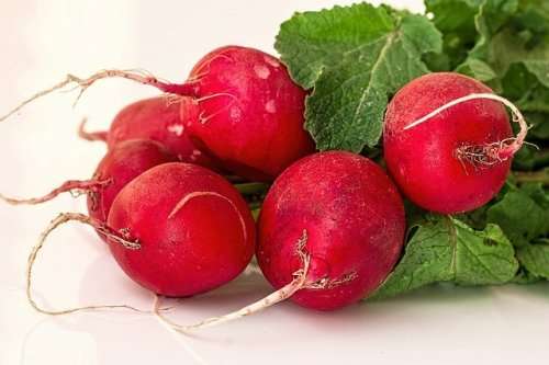 Radish Seeds Giant Butter Radish - 50 Seeds