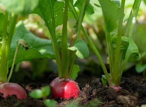 Radish Seeds Giant Butter Radish - 50 Seeds