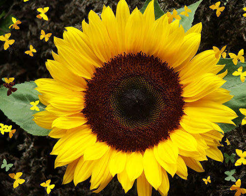 Sunflower Seeds Dwarf Sunspot - 50 Sunflower Seeds