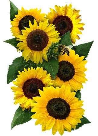 Sunflower Seeds Dwarf Sunspot - 50 Sunflower Seeds