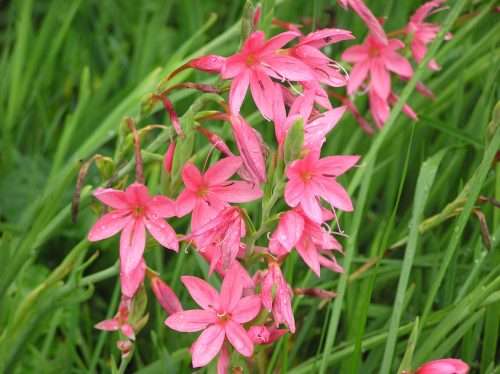 RIVER LILY PINK SEEDS - 5 HESPERANTHA COCCINEA SEEDS