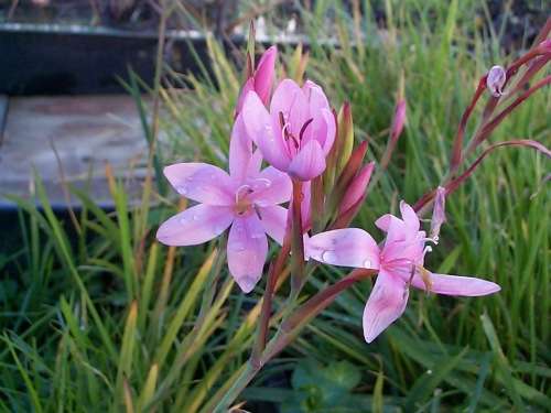 RIVER LILY PINK SEEDS - 5 HESPERANTHA COCCINEA SEEDS