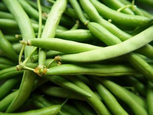 Bush Beans Wintergreen - 15 Green Bean seeds