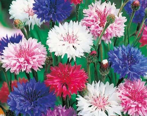 CORNFLOWER POLKA DOT MIX - 100 SEEDS CORNFLOWER SEEDS