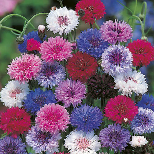 CORNFLOWER POLKA DOT MIX - 100 SEEDS CORNFLOWER SEEDS