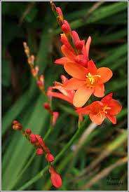 Crocosmia Seeds Pottsii - 5 Crocosmia Seeds