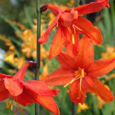Crocosmia Seeds Pottsii - 5 Crocosmia Seeds