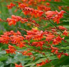 Crocosmia Seeds Pottsii - 5 Crocosmia Seeds