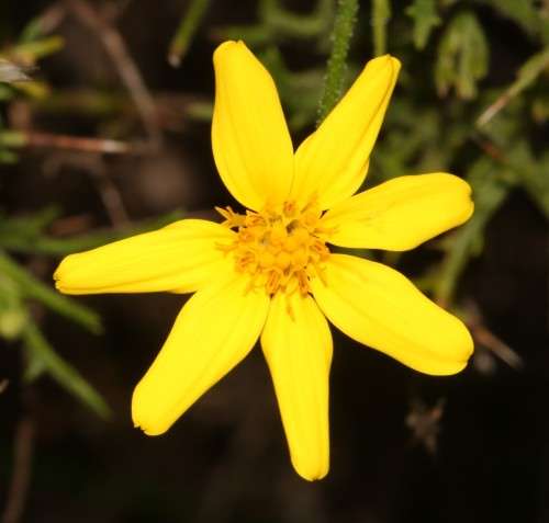 Osteospermum Seeds Rigidum - 10 Osteospermum Seeds