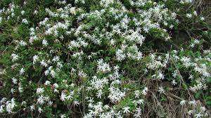 Jasmine Seeds Multipartitum -10 Jasmine Seeds