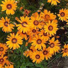 Ursinia Seeds Anthemoides - 10 Ursinia Seeds