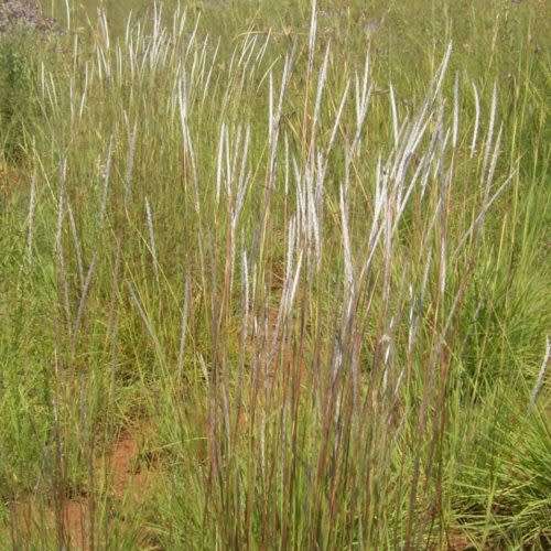 Grass Seeds Elionurus Muticus 10 Wire Grass  Seeds