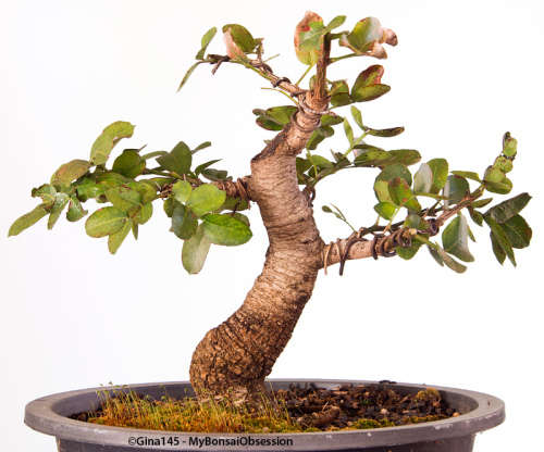 Schotia Brachpetala Seeds - 10 Bonsai Seeds