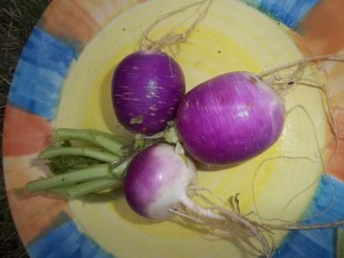 Turnip Purple Top - 10 Grams Turnip Seeds