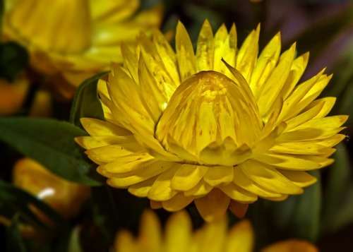 Helichrysum Swiss Giants Mix - 250 Helichrysum Seeds