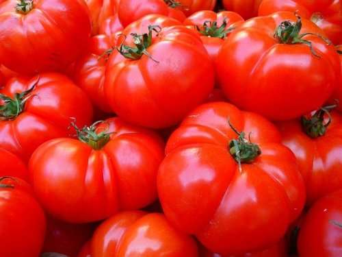 Tomato Seeds Pantano - 20 Italian Heirloom Tomato Seeds
