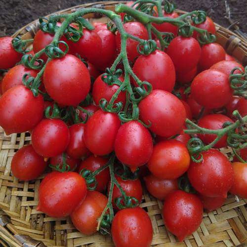 Tomato Seeds Principe Borghese 20 Tomato Seeds