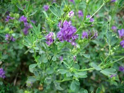 Lucerne Seed Aurora - 1kg Lucerne Seed