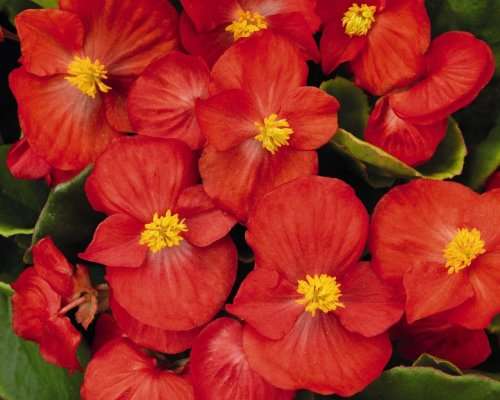 Begonia Seeds Sprint Plus Red - 50 Begonia Seeds