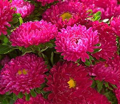 Aster Seeds Matsumoto Rose - 50 Aster Seeds