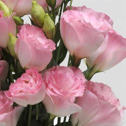 Lisianthus Seeds Abc Misty Pink - 10 Lisianthus Seeds