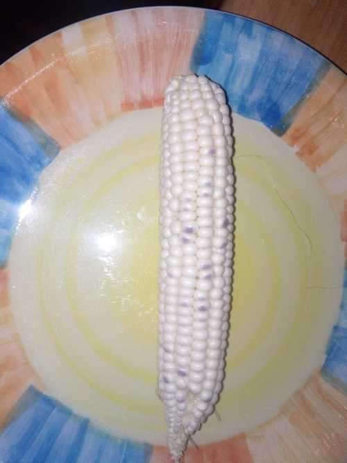 Sweet Corn Seeds Blue Hopi Heirloom - Sweetcorn 20 Seeds