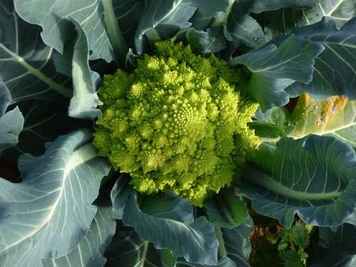 Broccoli Romanesco - 25 Heirloom Romanesco Seeds