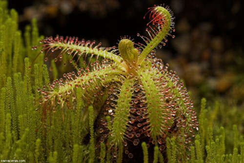 Drosera Cistiflora Seeds Carnivorous Plant - 10 Seeds